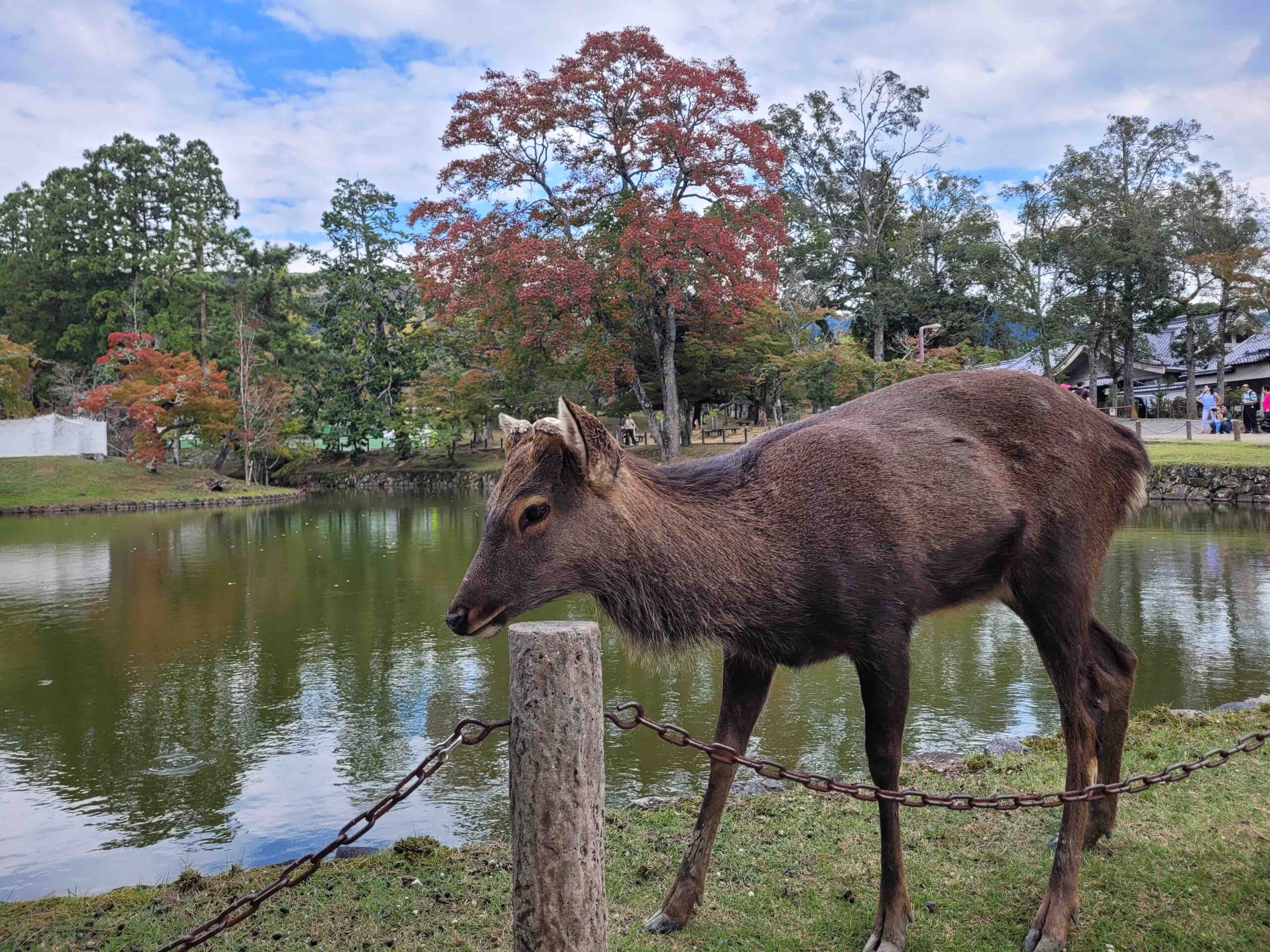 viaje-grupo-japón-ciero-nara-justwotravel