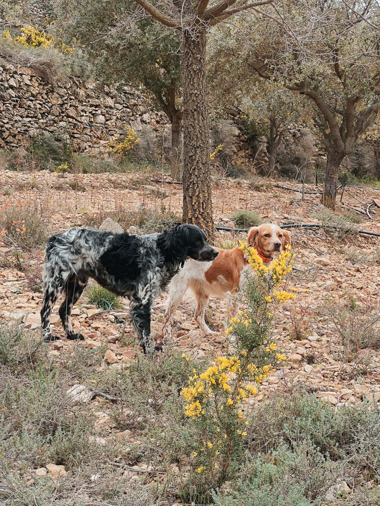 Perros-Experiencia-Trufiturismo-Culla-Ruta-de-los-cataros-comunitat-valenciana